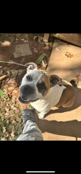 Reunited Male Dog last seen Wexford Dr & Veterans Memorial Hwy, Douglasville, GA 30134