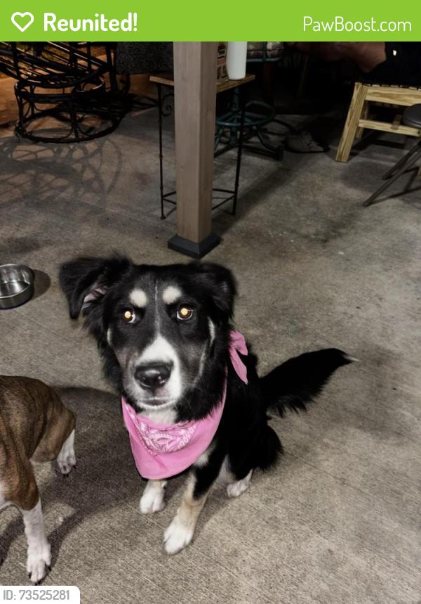 Reunited Female Dog last seen Clear creek meadows drive, League City, TX 77573