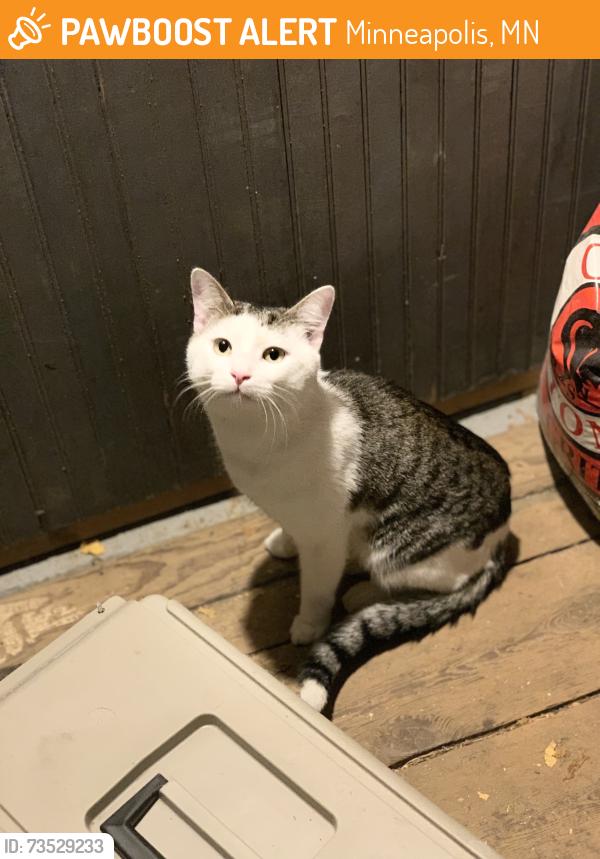 Found/Stray Male Cat last seen 24th Street and Pillsbury Ave S, Minneapolis, MN 55404