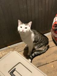 Found/Stray Male Cat last seen 24th Street and Pillsbury Ave S, Minneapolis, MN 55404