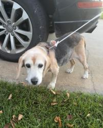 Reunited Female Dog last seen 36th and 14th in Hamilton, Hamilton, MI 49419