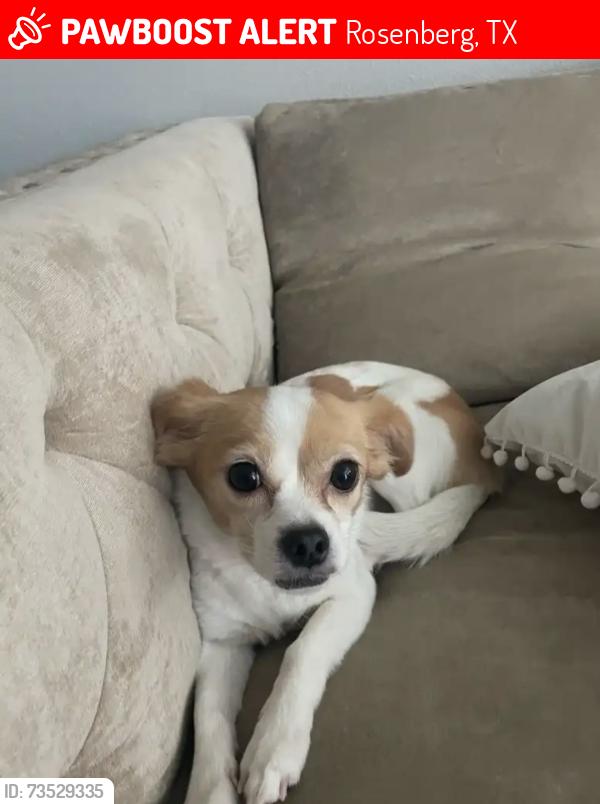 Lost Female Dog last seen Town center blvd by the Brazos ranch apmts, Rosenberg, TX 77471