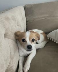 Lost Female Dog last seen Town center blvd by the Brazos ranch apmts, Rosenberg, TX 77471