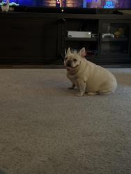 Found/Stray Female Dog last seen Paladin street, Fort Worth, TX 76137