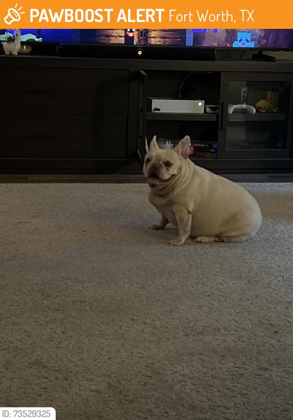 Found/Stray Female Dog last seen Paladin street, Fort Worth, TX 76137