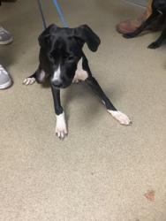 Shelter Stray Male Dog last seen N Beach St, North District, TX, 355 Hillshire Dr, Haslet, TX 76052, USA