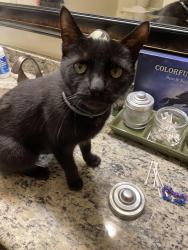Reunited Male Cat last seen Kittanning Pike and Dorseyville, Pittsburgh, PA 15215