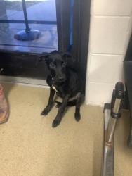 Shelter Stray Male Dog last seen N Beach St, North District, TX, 355 Hillshire Dr, Haslet, TX 76052, USA