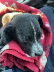 Shelter Stray Female Dog last seen Near BYERS AVE, West District, TX, 355 Hillshire Dr, Haslet, TX 76052, USA