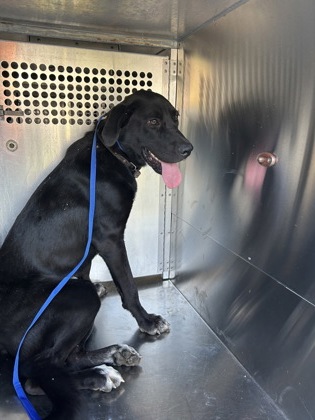 Shelter Stray Male Dog last seen Near RIDGEVIEW ST, East District, TX, 355 Hillshire Dr, Haslet, TX 76052, USA