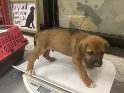 Shelter Stray Male Dog last seen Near Wilbarger St, East District, TX, 355 Hillshire Dr, Haslet, TX 76052, USA