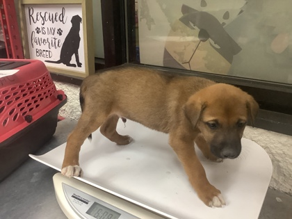 Shelter Stray Male Dog last seen Near Wilbarger St, East District, TX, 355 Hillshire Dr, Haslet, TX 76052, USA
