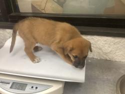 Shelter Stray Male Dog last seen Near Wilbarger St, East District, TX, 355 Hillshire Dr, Haslet, TX 76052, USA