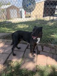 Shelter Stray Male Dog last seen learning center, City of Alvarado, TX, 602 S Pkwy Dr, Alvarado, TX 76009, USA