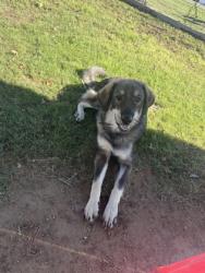 Shelter Stray Male Dog last seen brookshires, City of Alvarado, TX, 602 S Pkwy Dr, Alvarado, TX 76009, USA
