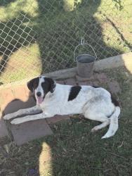 Shelter Stray Female Dog last seen brookshires, City of Alvarado, TX, 602 S Pkwy Dr, Alvarado, TX 76009, USA