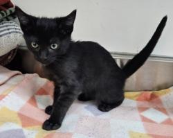 Shelter Stray Male Cat last seen Allen & Cullen Ct., City, CA, 3000 Gibson St, Bakersfield, CA 93308, USA