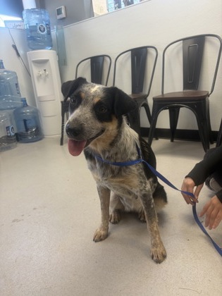 Shelter Stray Female Dog last seen Kingswood, City of Alvarado, TX, 602 S Pkwy Dr, Alvarado, TX 76009, USA