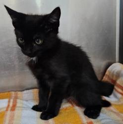Shelter Stray Male Cat last seen Allen & Cullen Ct, City, CA, 3000 Gibson St, Bakersfield, CA 93308, USA