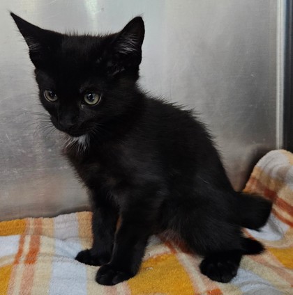 Shelter Stray Male Cat last seen Allen & Cullen Ct, City, CA, 3000 Gibson St, Bakersfield, CA 93308, USA