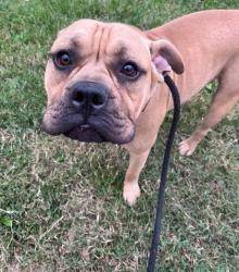 Shelter Stray Male Dog last seen Near Carver Rd., 21225, MD, 2490 Giles Rd, Baltimore, MD 21225, USA