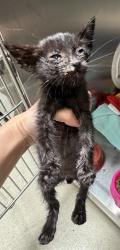 Shelter Stray Unknown Cat last seen Near 29th Av, Oakland, CA, 1101 29th Ave, Oakland, CA 94601, USA