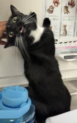 Shelter Stray Male Cat last seen Near e 18th, Oakland, CA, 1101 29th Ave, Oakland, CA 94601, USA
