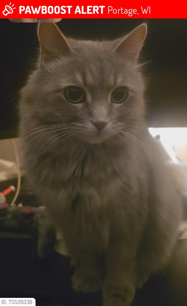 Lost Female Cat last seen W Cook st. and W Edgewater st, Portage, WI 53901