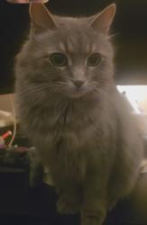 Lost Female Cat last seen W Cook st. and W Edgewater st, Portage, WI 53901