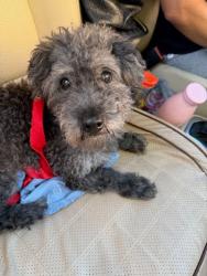 Shelter Stray Male Dog last seen Near N Lands End Apt 18 Stone Mountain, GA 30083, 30083, GA, 3280 Chamblee Dunwoody Rd, Chamblee, GA 30341, USA
