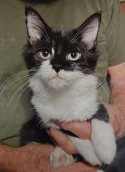 Shelter Stray Female Cat last seen Near Old Buck Creek Rd, Horry County, SC, 409 Bay St, North Myrtle Beach, SC 29582, USA