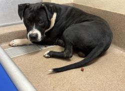 Shelter Stray Male Dog last seen , , GA, 3280 Chamblee Dunwoody Rd, Chamblee, GA 30341, USA