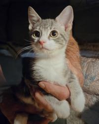 Shelter Stray Male Cat last seen Near Old Buck Creek Rd, Horry County, SC, 409 Bay St, North Myrtle Beach, SC 29582, USA