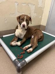 Shelter Stray Female Dog last seen , , GA, 3280 Chamblee Dunwoody Rd, Chamblee, GA 30341, USA