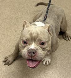 Shelter Stray Male Dog last seen Near Blazing Pine Knl, DECATUR, GA, 30034, 30034, GA, 3280 Chamblee Dunwoody Rd, Chamblee, GA 30341, USA
