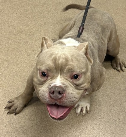 Shelter Stray Male Dog last seen Near Blazing Pine Knl, DECATUR, GA, 30034, 30034, GA, 3280 Chamblee Dunwoody Rd, Chamblee, GA 30341, USA