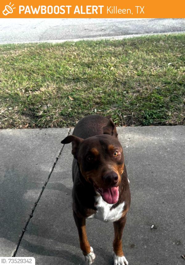 Found/Stray Male Dog last seen Donegal Bay Ct Killeen, Killeen, TX 76549