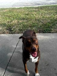Found/Stray Male Dog last seen Donegal Bay Ct Killeen, Killeen, TX 76549