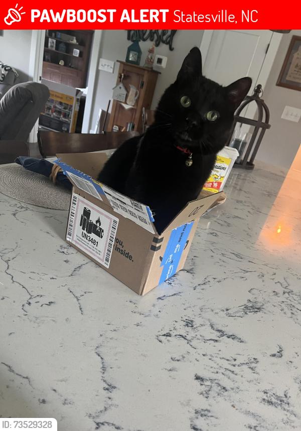 Lost Male Cat last seen Pineville Road, Buffalo Shoals Road, Statesville, NC 28677