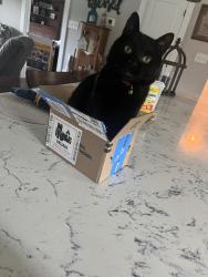 Lost Male Cat last seen Pineville Road, Buffalo Shoals Road, Statesville, NC 28677