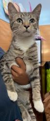 Shelter Stray Male Cat last seen Near Raymond Dr Doraville, GA 30340, 30340, GA, 3280 Chamblee Dunwoody Rd, Chamblee, GA 30341, USA