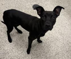 Shelter Stray Female Dog last seen Near Jackson Ave, 64130, MO, 7077 Elmwood Ave, Kansas City, MO 64132, USA