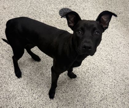 Shelter Stray Female Dog last seen Near Jackson Ave, 64130, MO, 7077 Elmwood Ave, Kansas City, MO 64132, USA