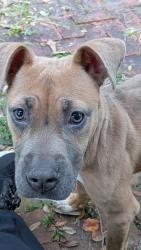 Found/Stray Male Dog last seen Colonial Oaks and Colonial Circle intersection, Mobile, AL 36618
