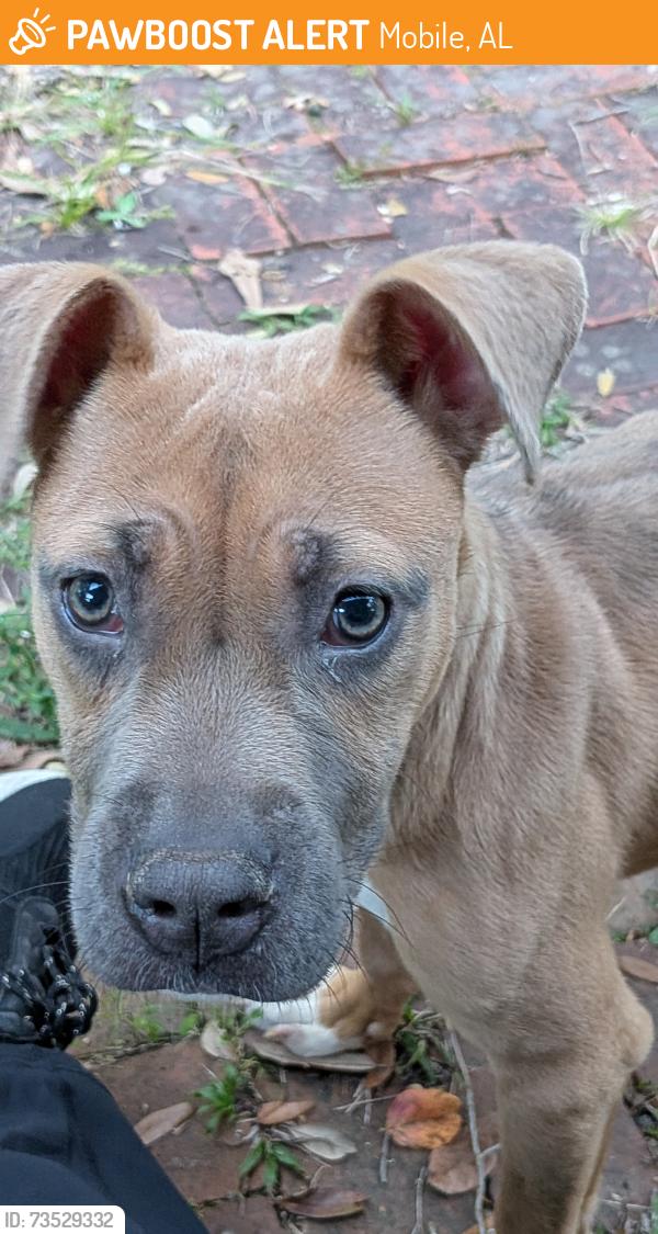 Found/Stray Male Dog last seen Colonial Oaks and Colonial Circle intersection, Mobile, AL 36618