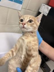 Shelter Stray Female Cat last seen Near KENNESAW DR, 70817, LA, 2550 Gourrier Ave, Baton Rouge, LA 70820, USA
