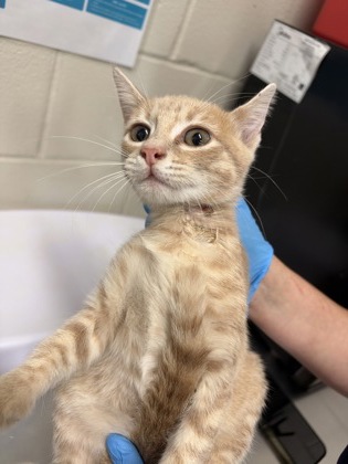 Shelter Stray Female Cat last seen Near KENNESAW DR, 70817, LA, 2550 Gourrier Ave, Baton Rouge, LA 70820, USA