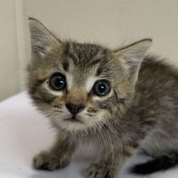 Shelter Stray Male Cat last seen Scott-White Dr & Rock prairie, City of College Station, TX, 5359 Leonard Rd, Bryan, TX 77807, USA