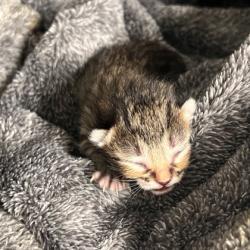 Shelter Stray Unknown Cat last seen Frontier Ln/ Chisolm Trl, Brazos County, TX, 5359 Leonard Rd, Bryan, TX 77807, USA