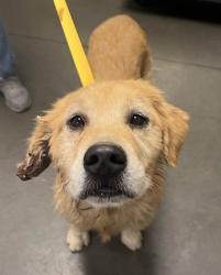 Shelter Stray Male Dog last seen S Marks Ave & W Caruthers Ave, Caruthers Zone Fresno CO 1B 93609, CA, 1510 W Dan Ronquillo Dr, Fresno, CA 93706, USA